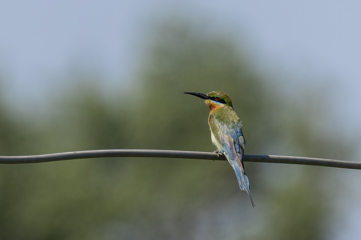 Blue-tailed Bee-eater - ML565987421