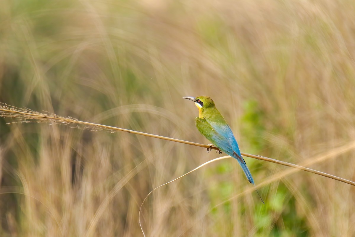 Blue-tailed Bee-eater - ML565987431