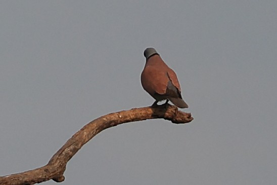 Red Collared-Dove - ML565988291