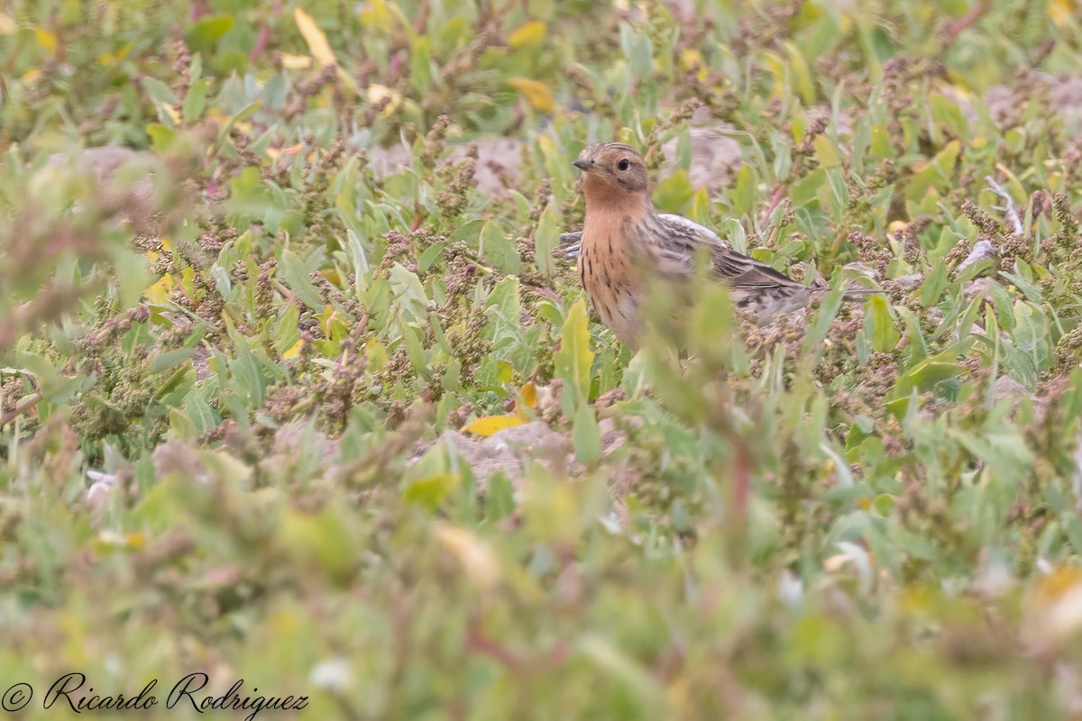 Red-throated Pipit - ML565990041