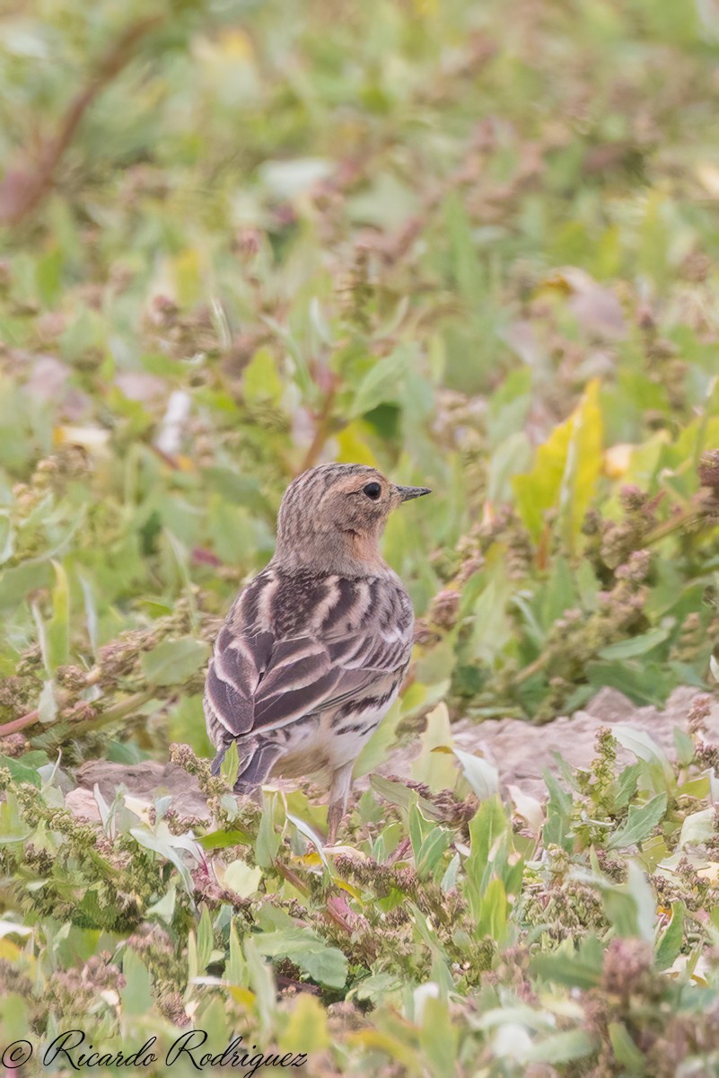 Red-throated Pipit - ML565990051