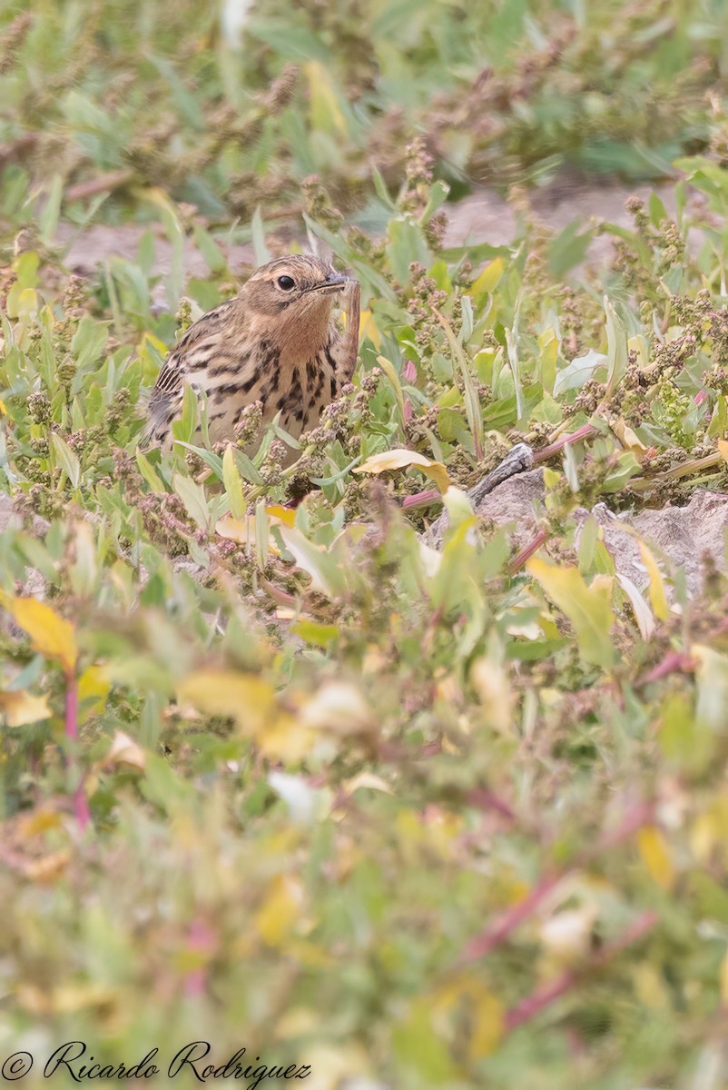 Red-throated Pipit - ML565990061