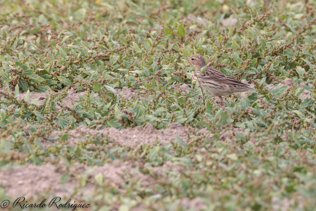 Red-throated Pipit - ML565990071