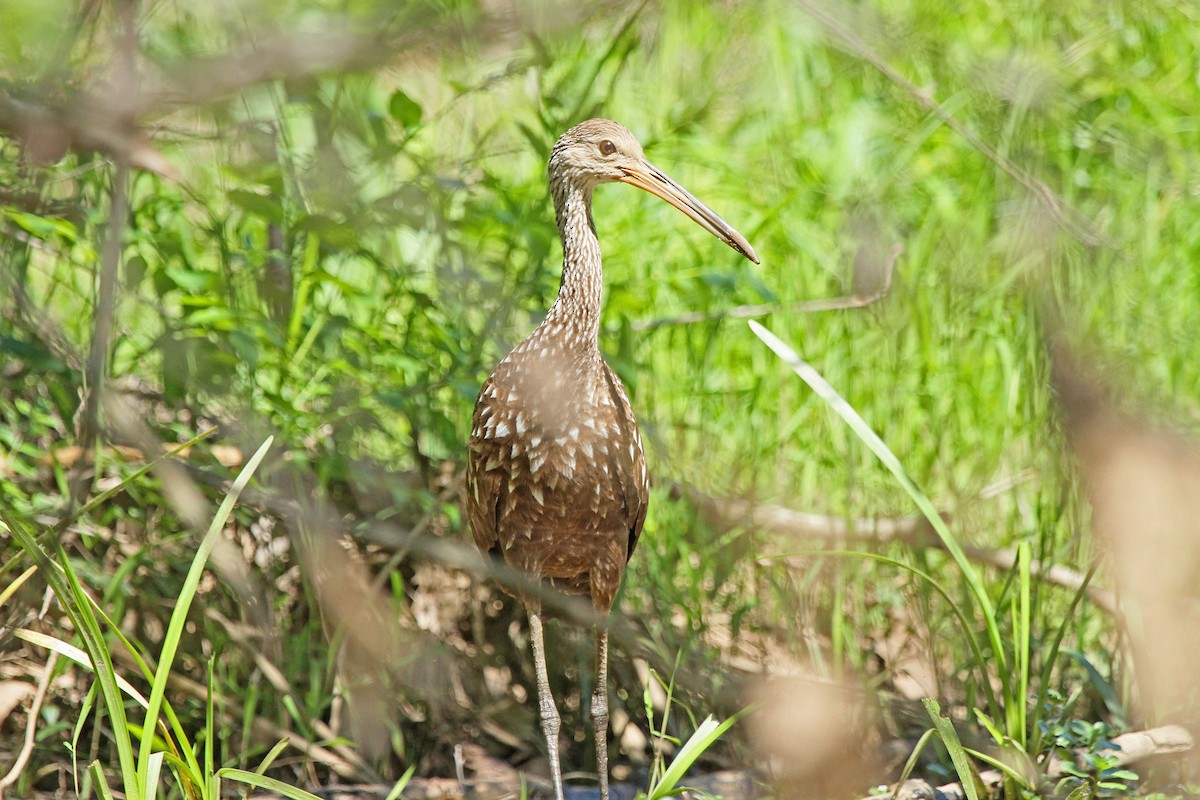 Limpkin - Barb Hennessy