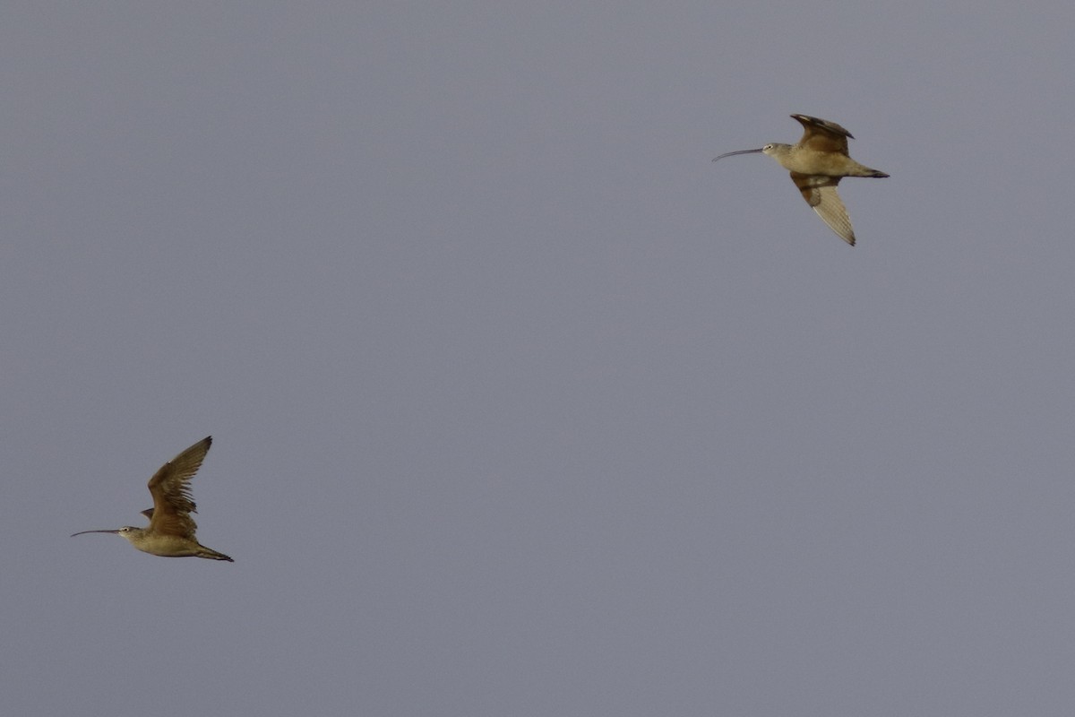 Long-billed Curlew - ML565995301