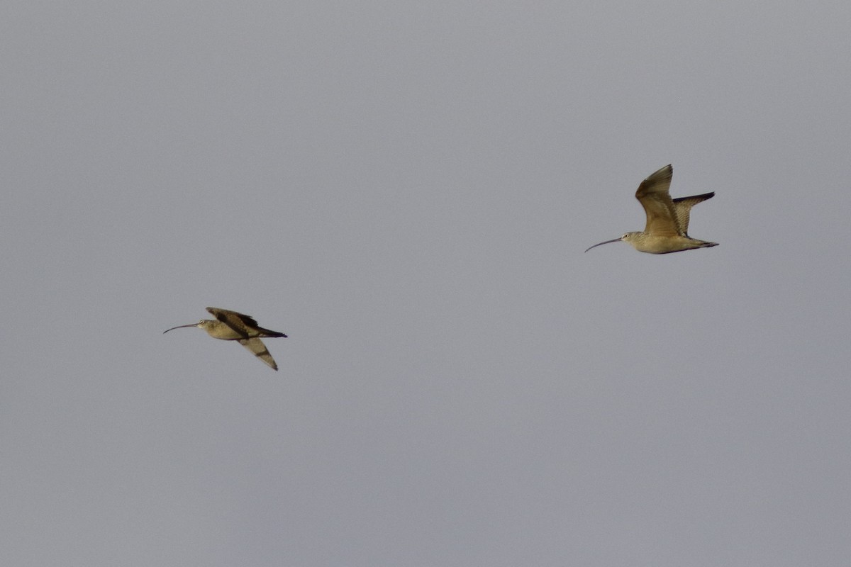 Long-billed Curlew - ML565995311