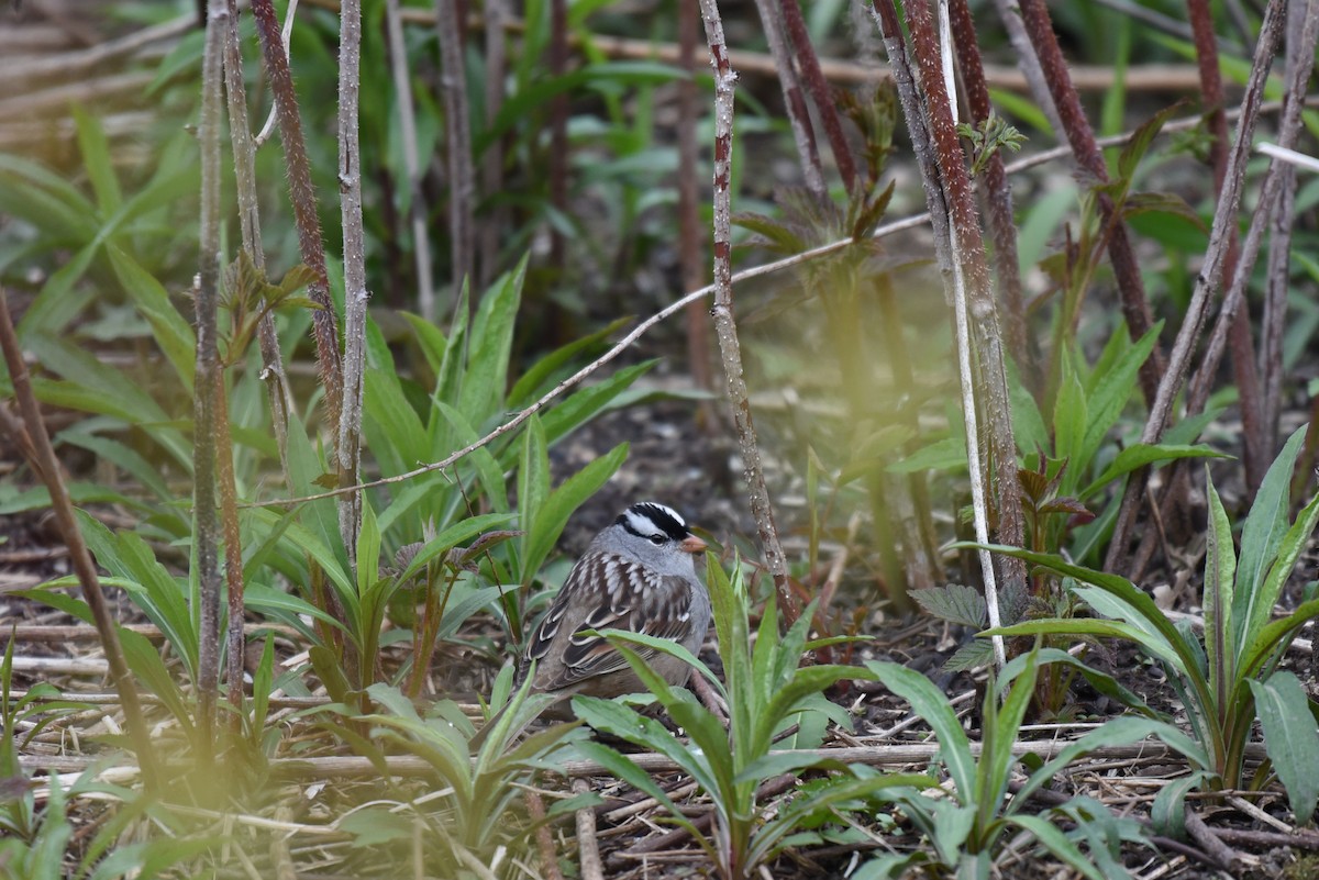 White-crowned Sparrow - ML56599671
