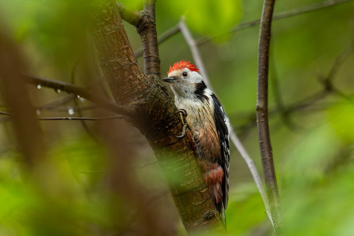 Middle Spotted Woodpecker - Jana Václavíková