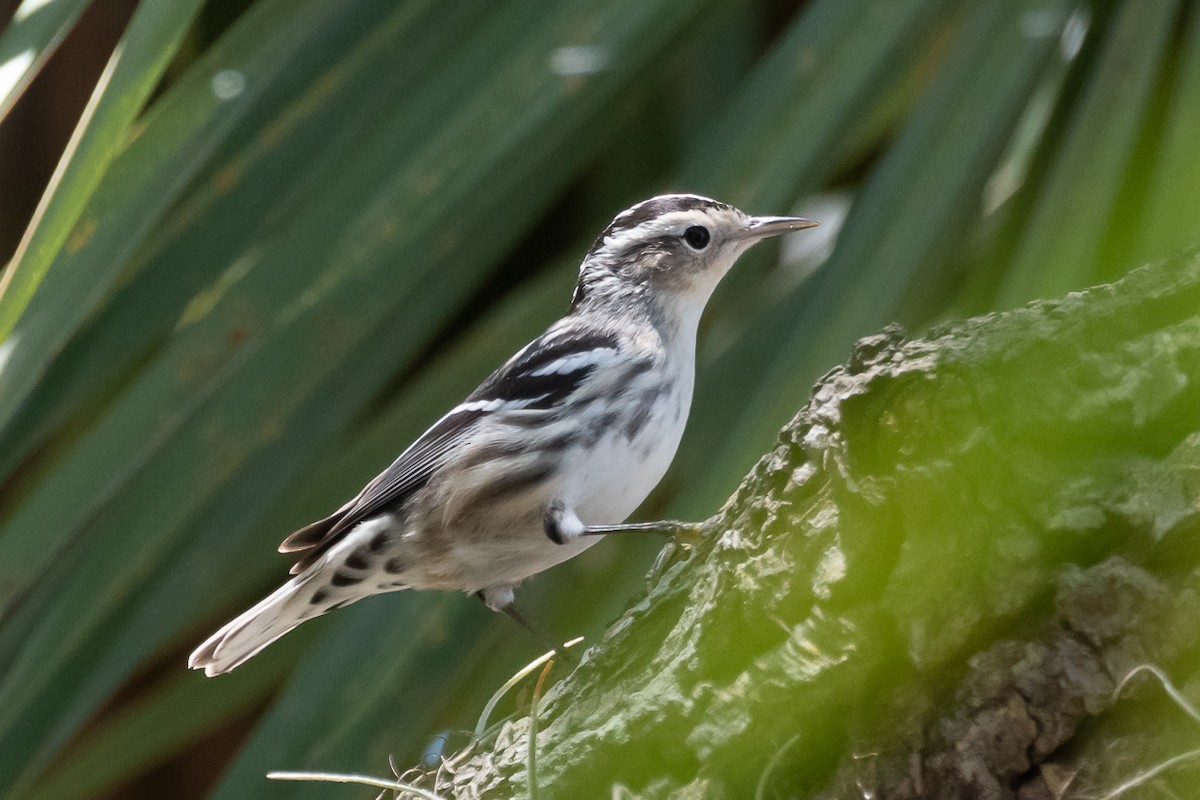 Black-and-white Warbler - ML565999021