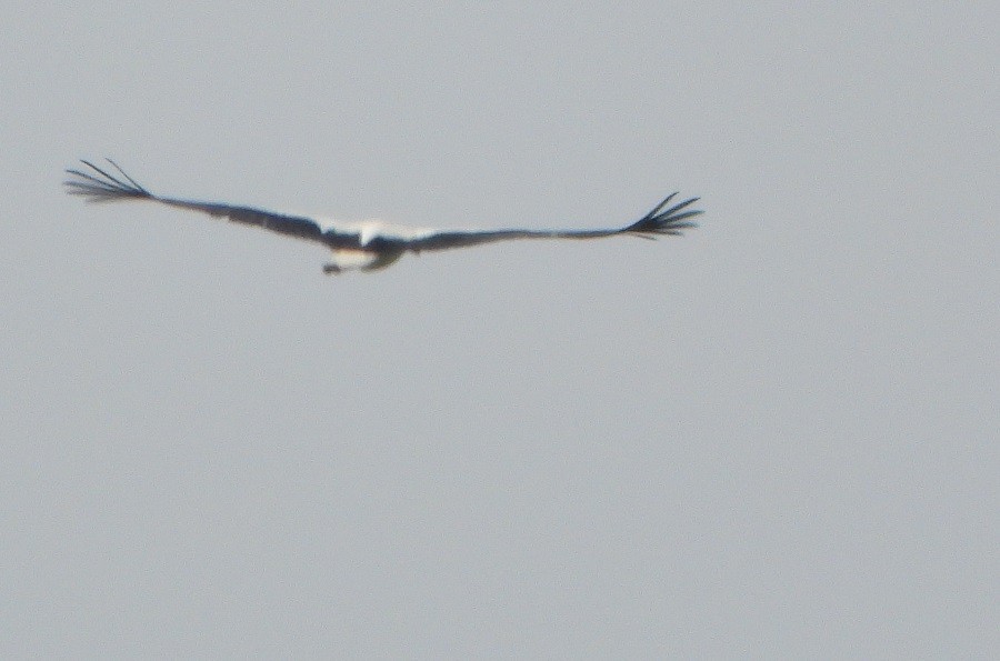 White Stork - ML566002671