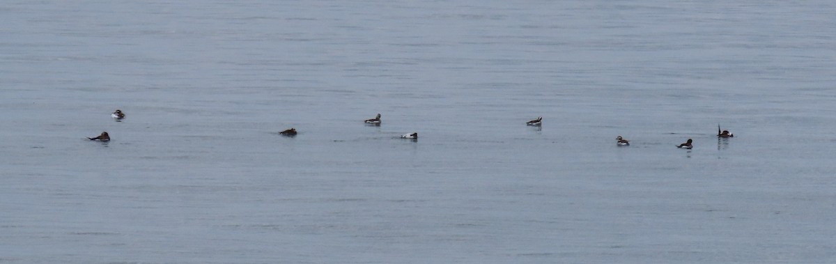 Long-tailed Duck - ML566006811