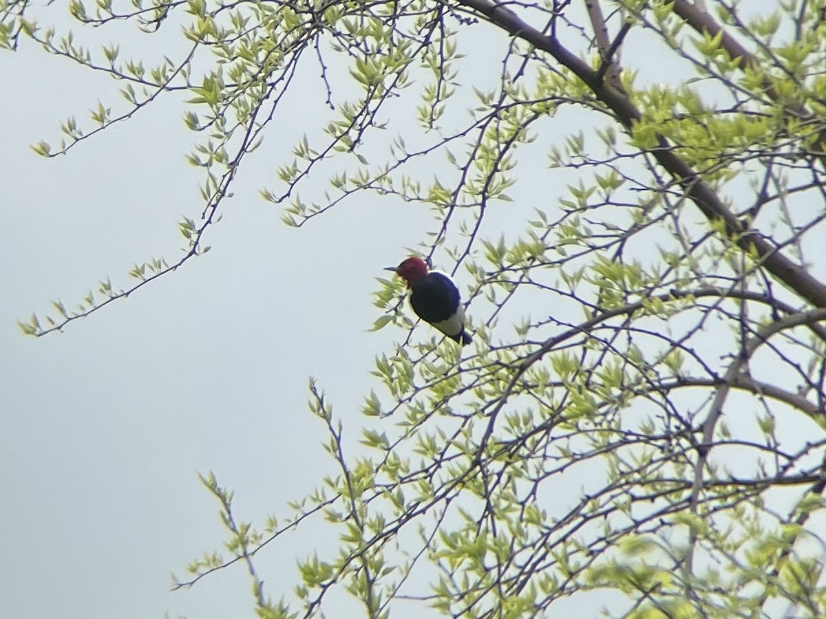 Red-headed Woodpecker - ML566009621