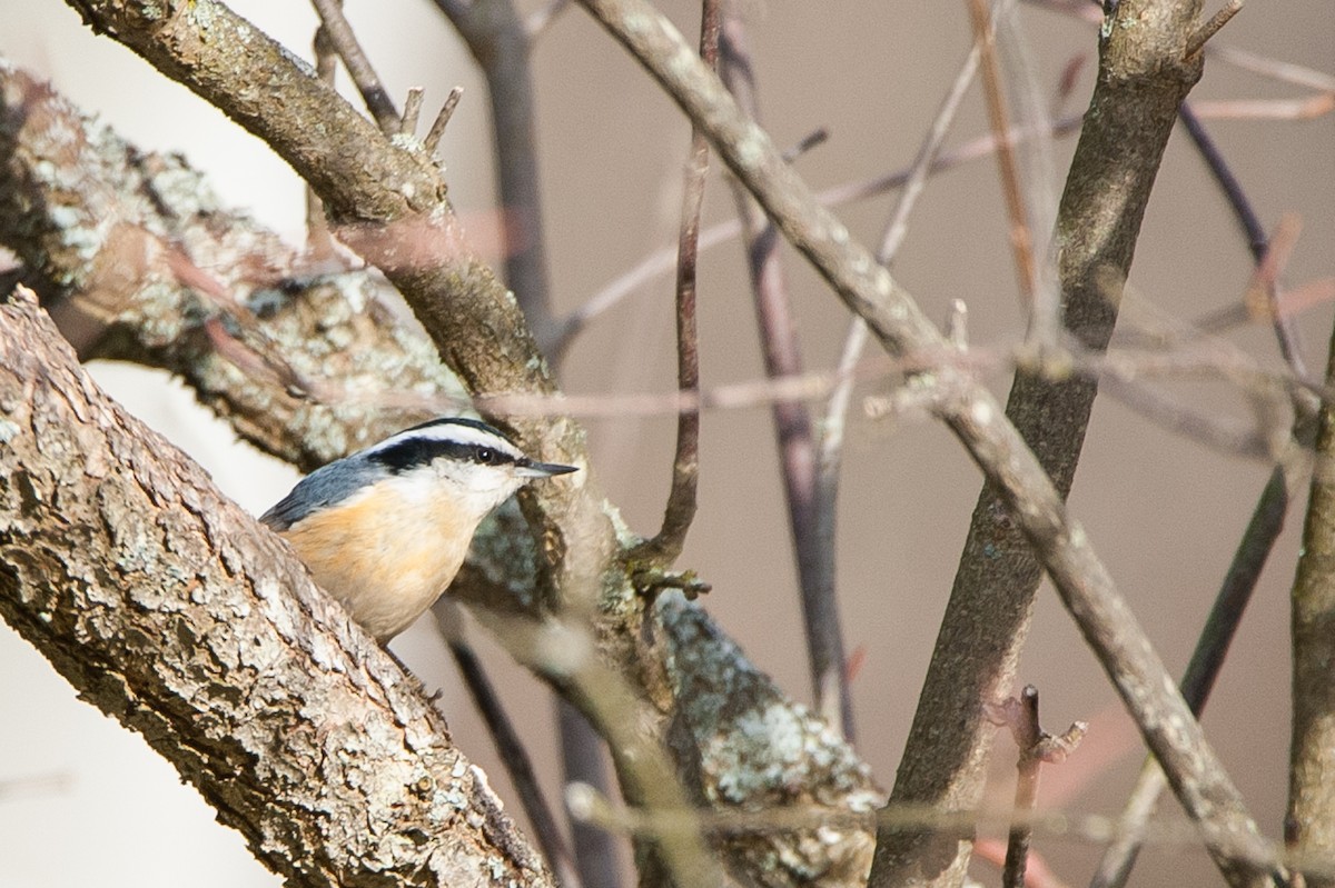 Red-breasted Nuthatch - Taylor Long