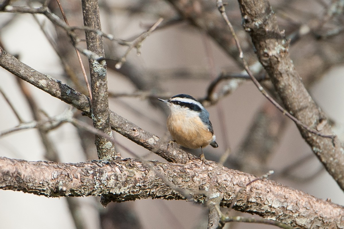 Red-breasted Nuthatch - ML56601071