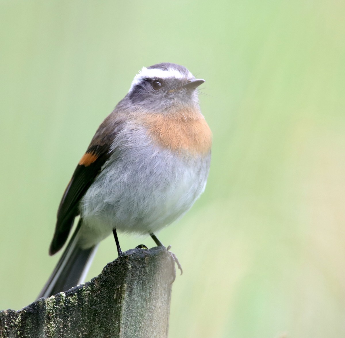 Rufous-breasted Chat-Tyrant - Carolyn Bennett