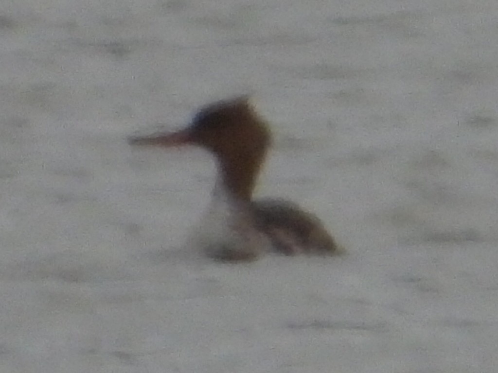 Red-breasted Merganser - Alan Knowles