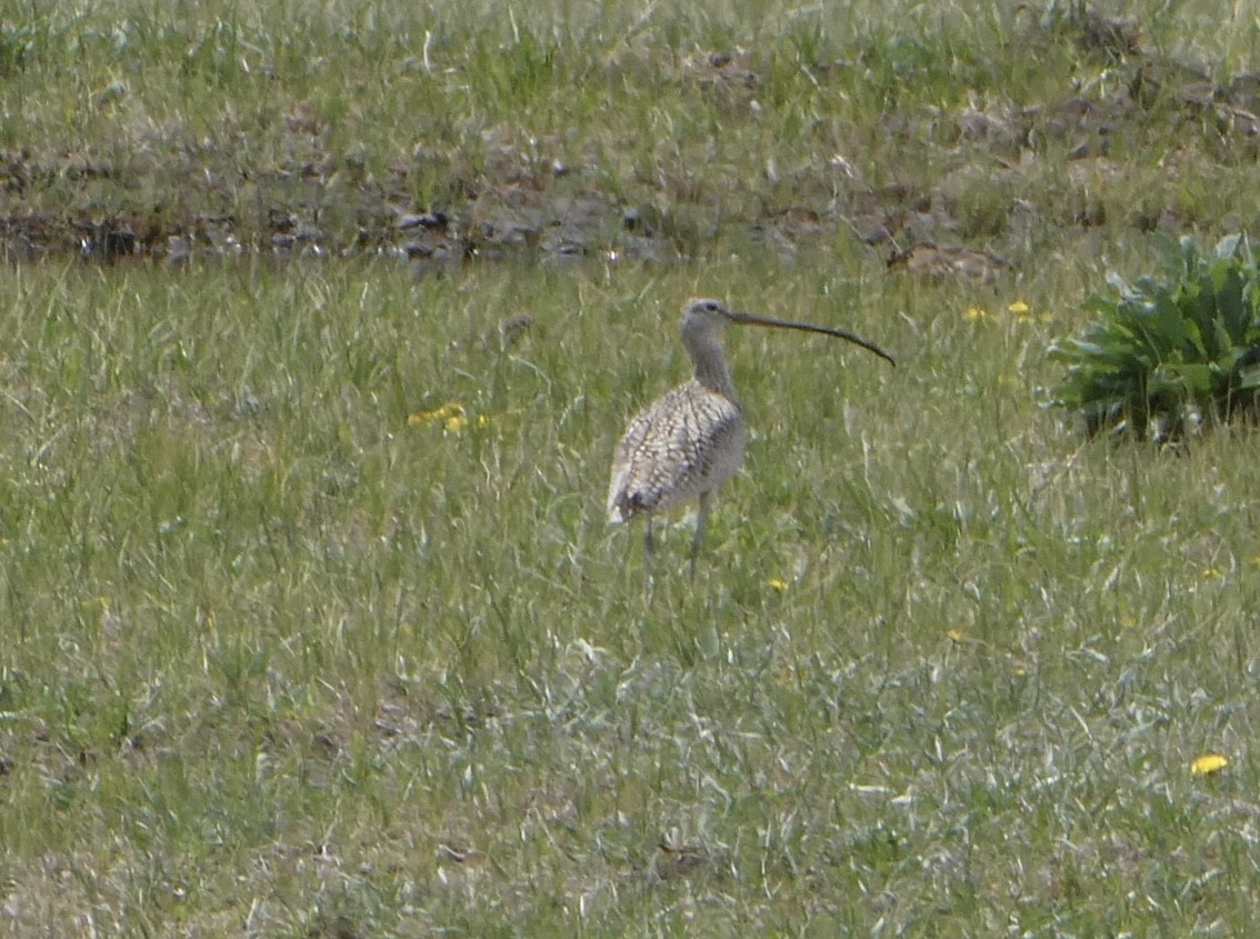 Long-billed Curlew - ML566033261
