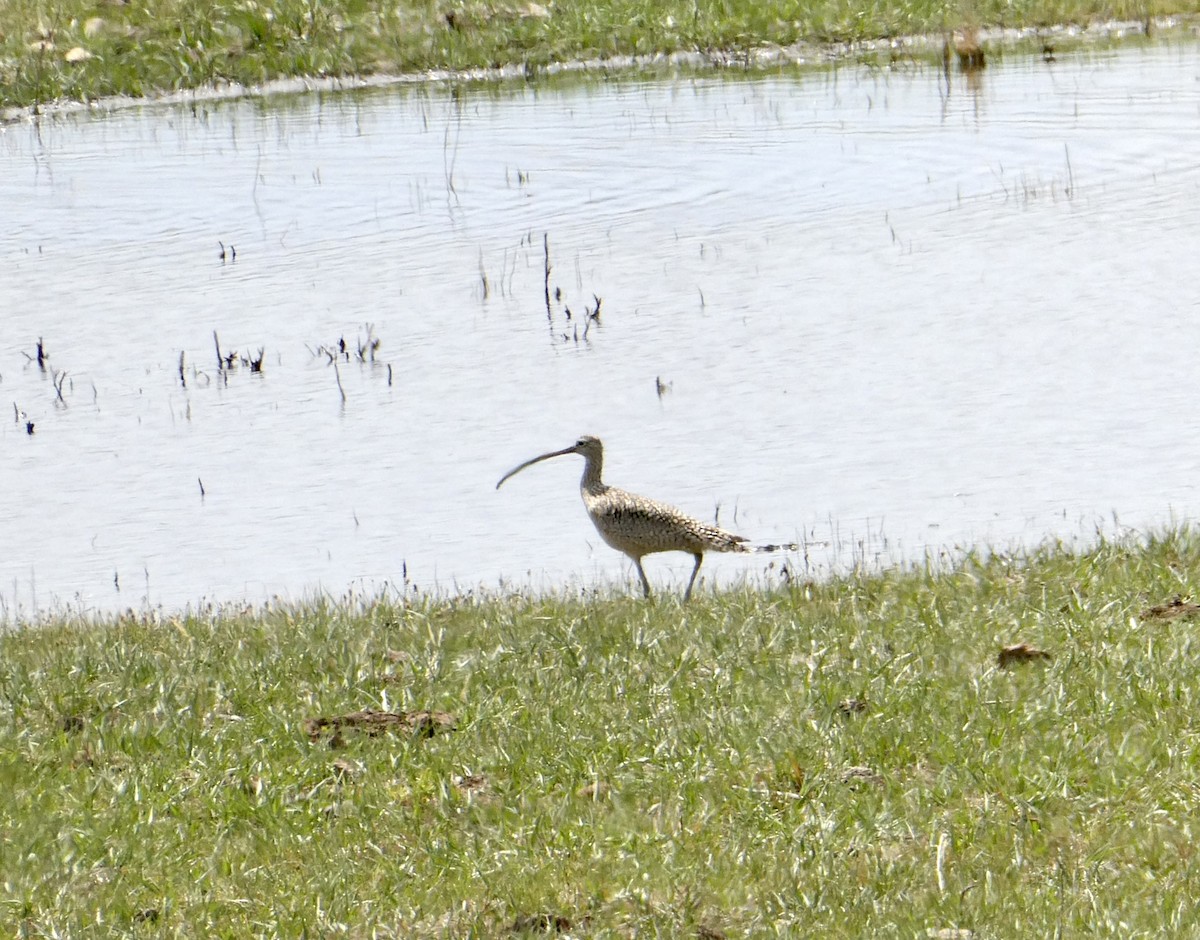 Long-billed Curlew - ML566037071