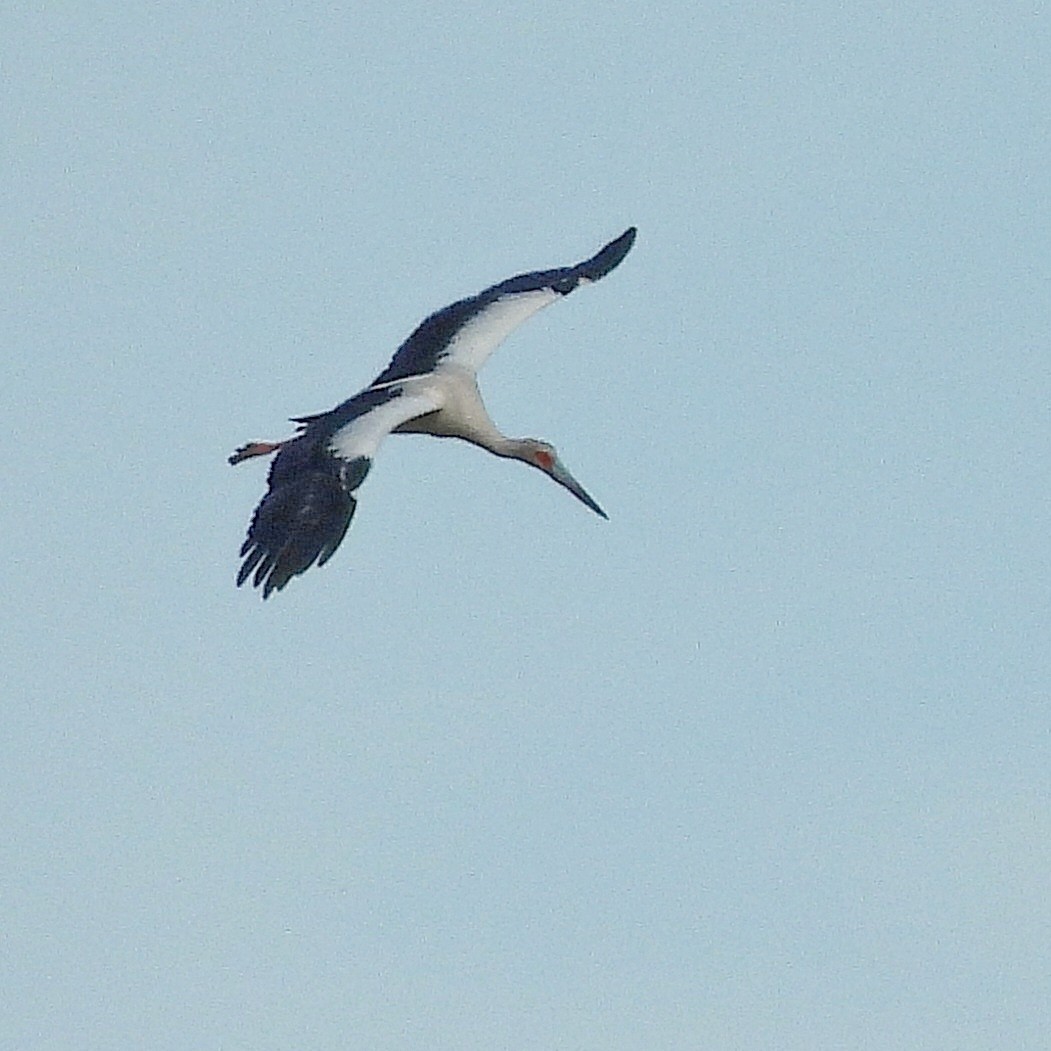 Maguari Stork - ML566039851