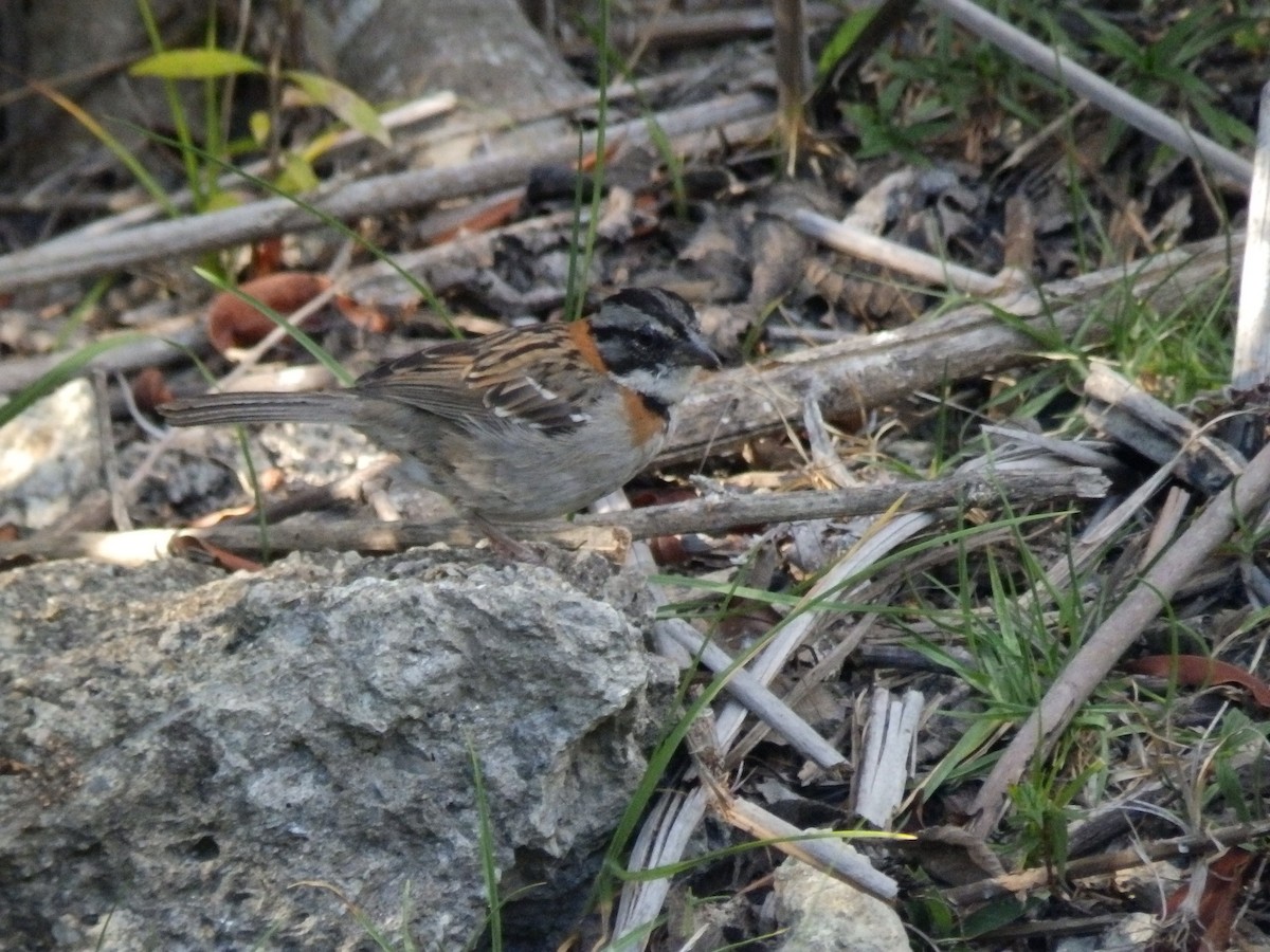 Rufous-collared Sparrow - ML566041281