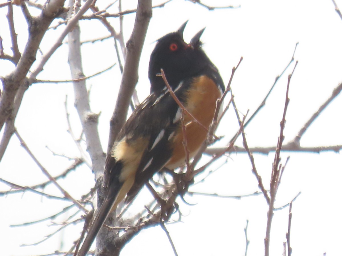 Spotted Towhee - ML566044601
