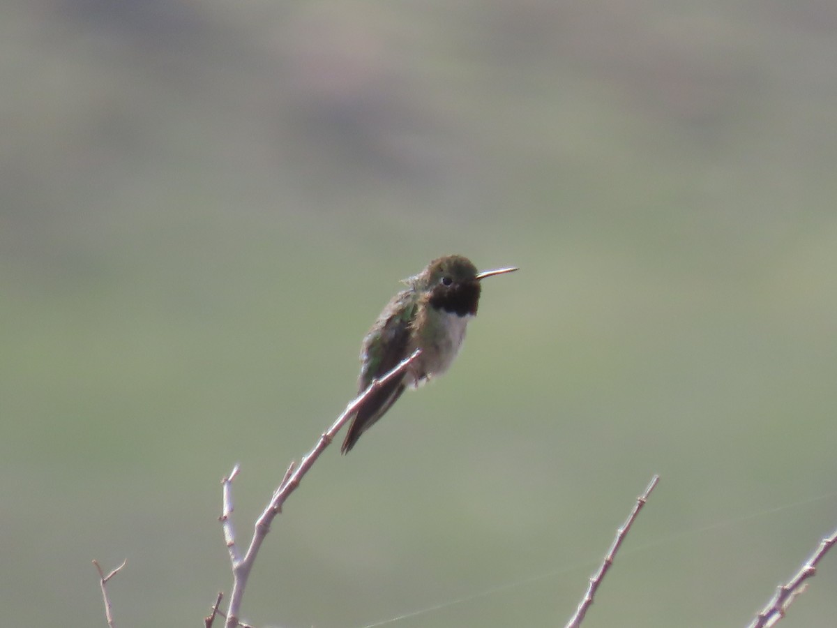 Broad-tailed Hummingbird - ML566044821