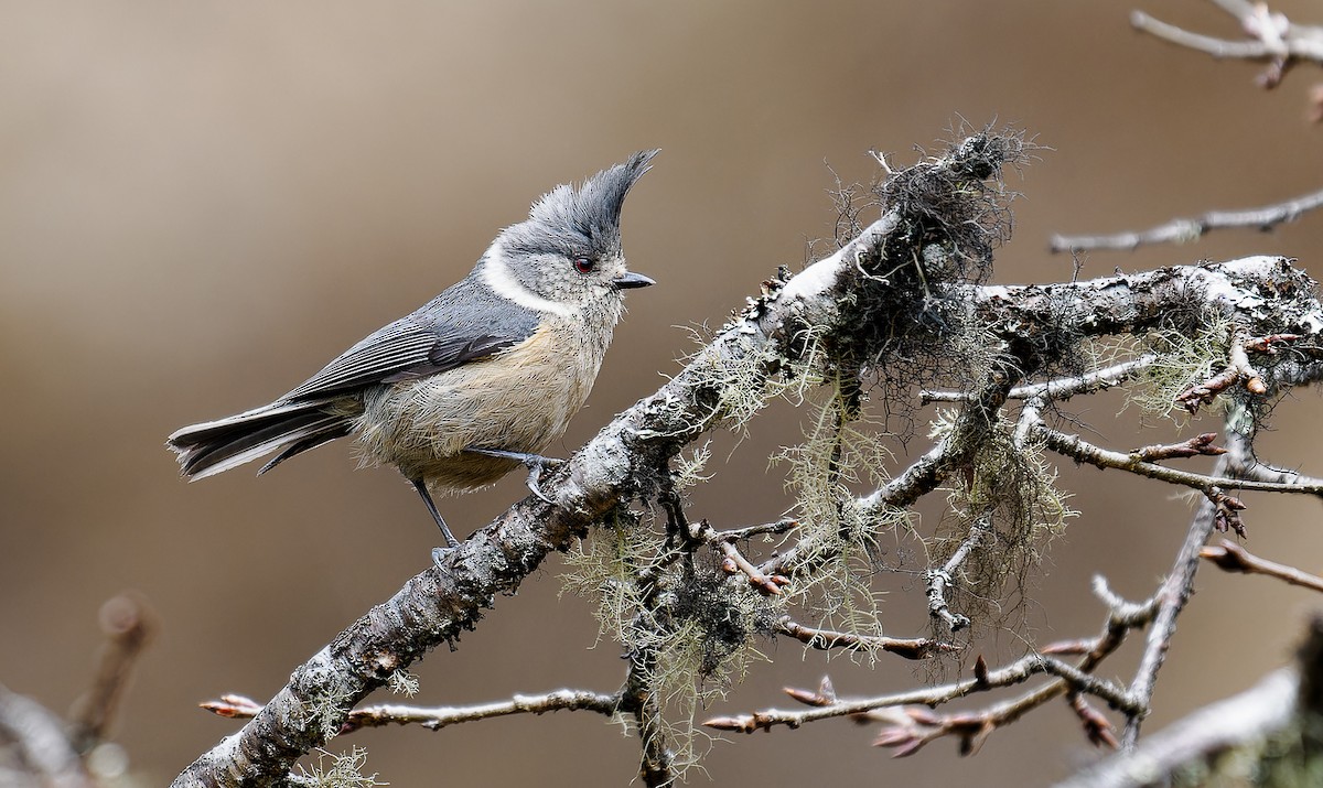 Gray-crested Tit - ML566046741