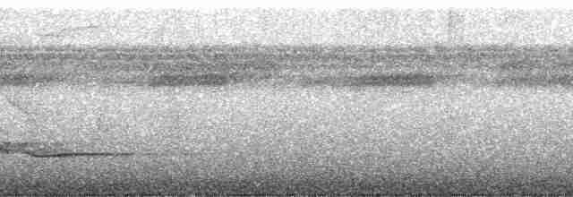 Зернолуск білогорлий - ML56605