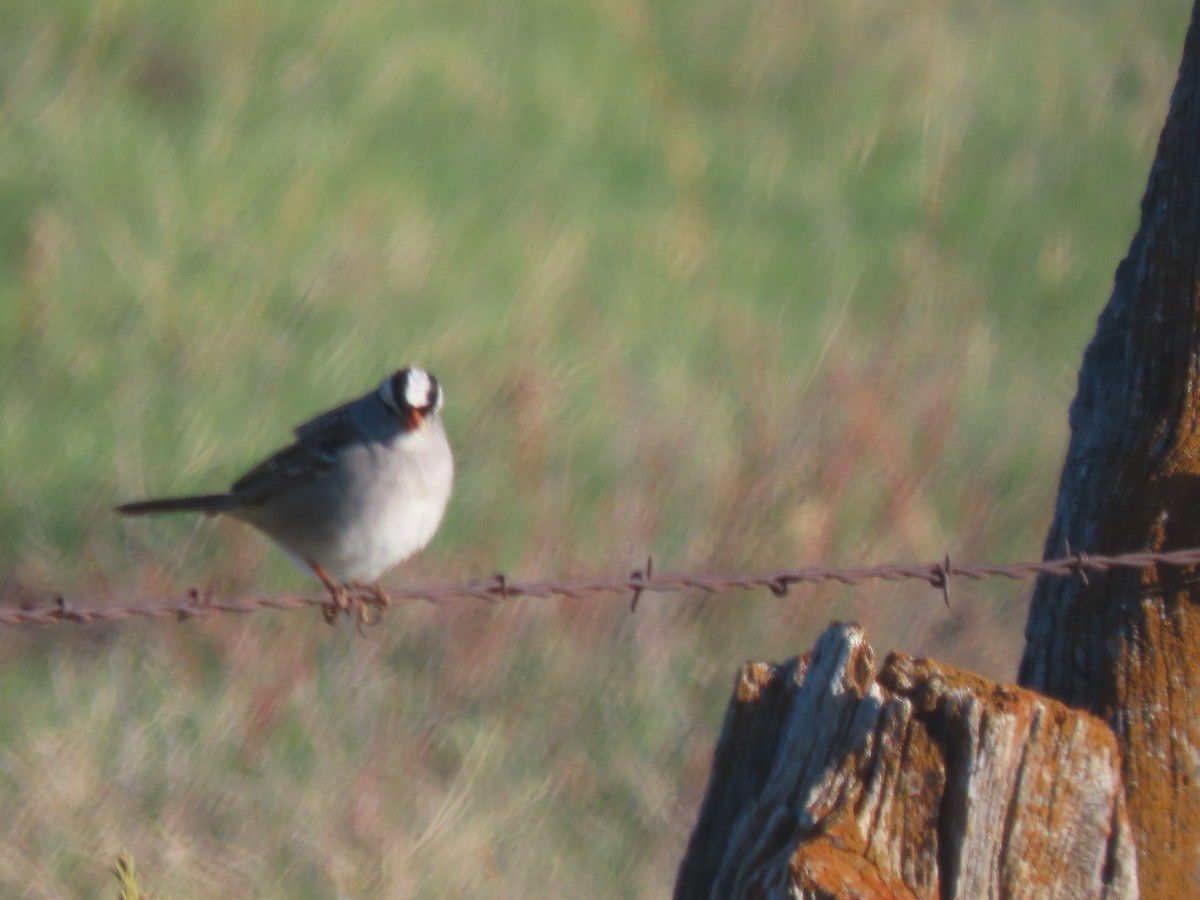 White-crowned Sparrow - ML566052811