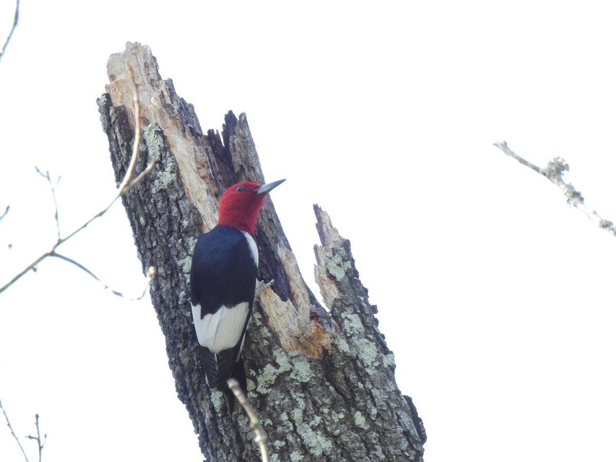 Red-headed Woodpecker - ML566054911