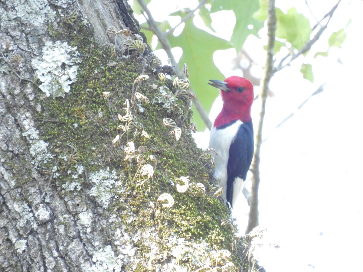 Red-headed Woodpecker - ML566054921