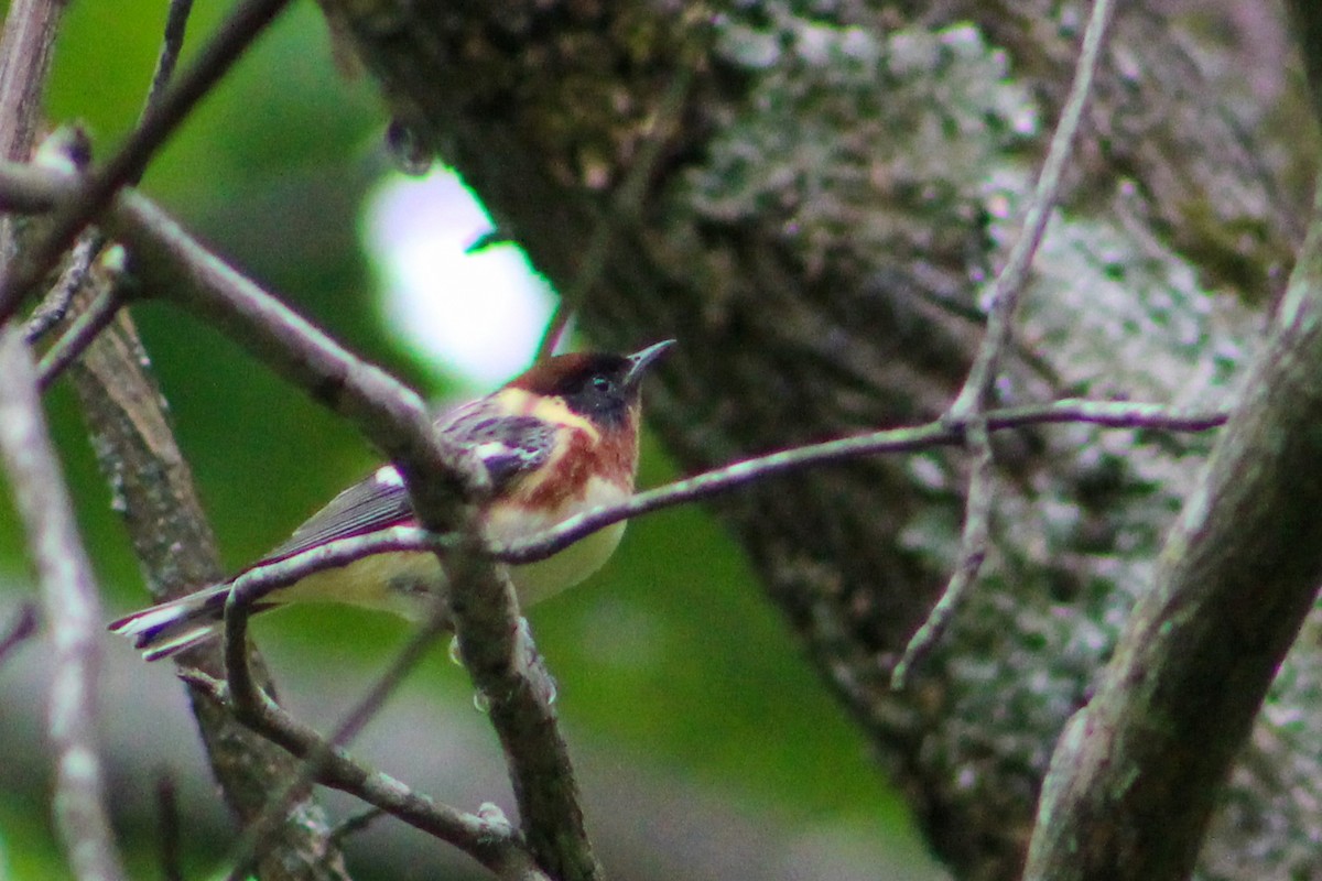 Bay-breasted Warbler - ML566057141