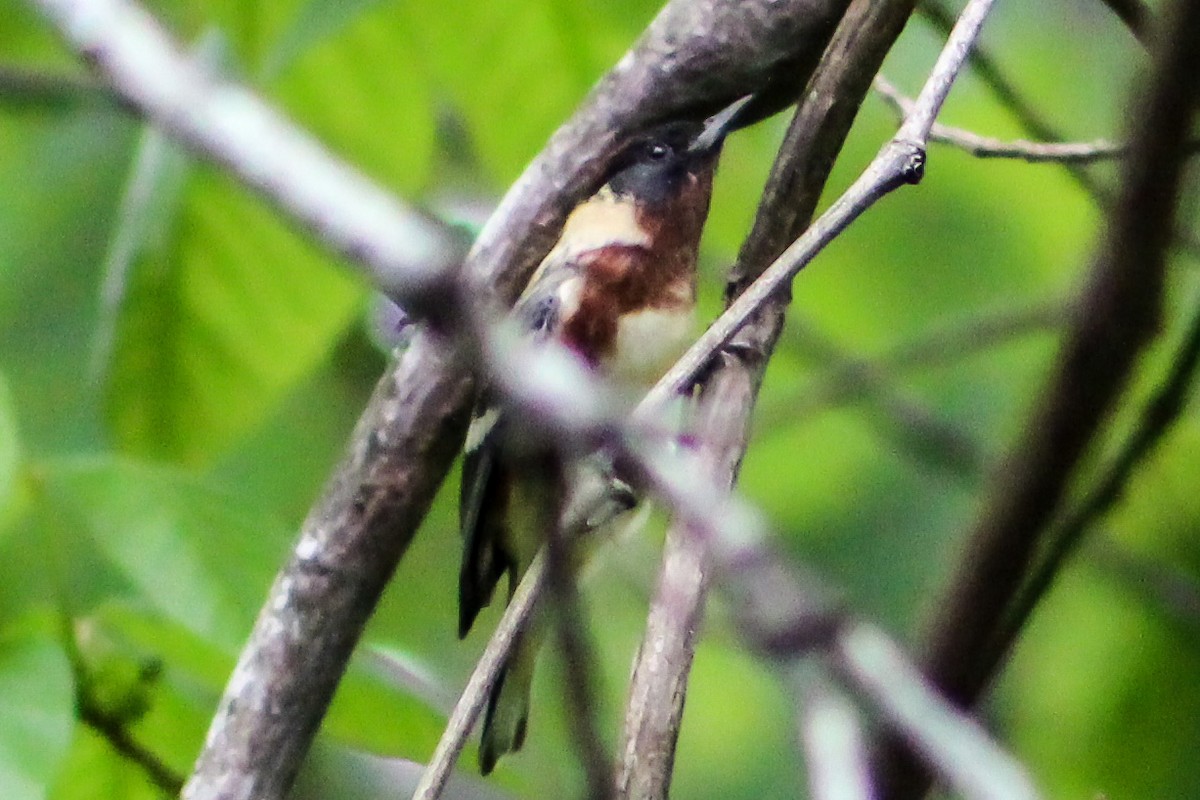 Bay-breasted Warbler - ML566057161
