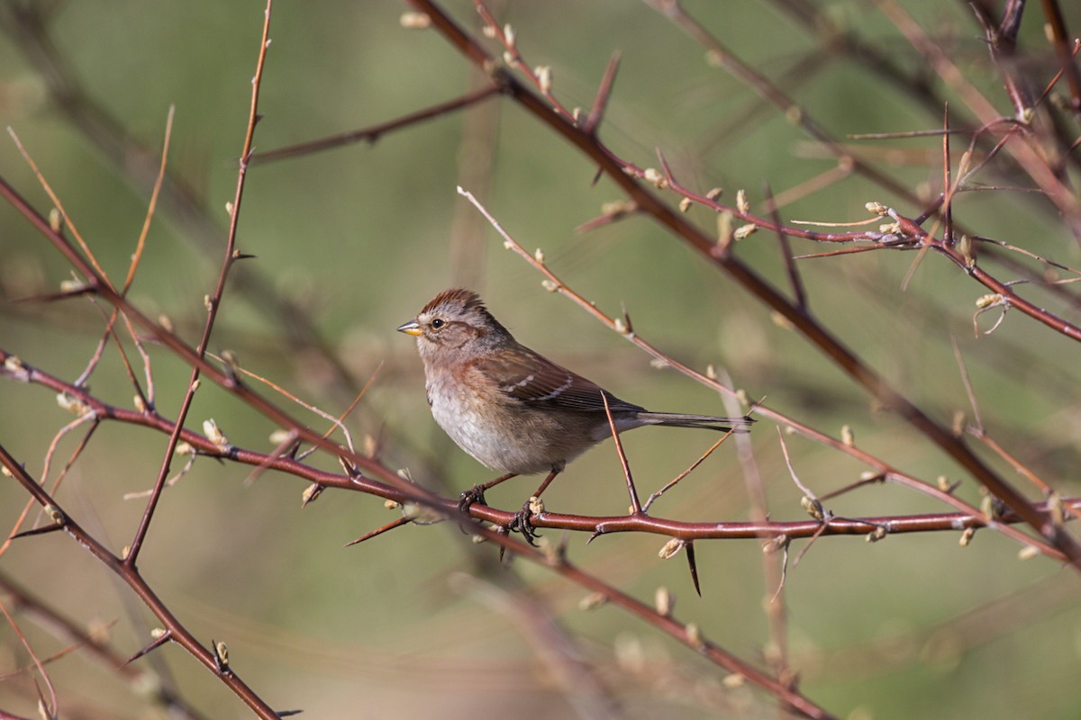 American Tree Sparrow - ML566057351