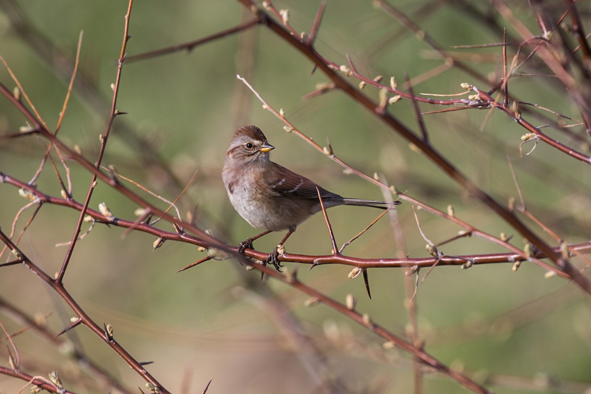 American Tree Sparrow - ML566057361