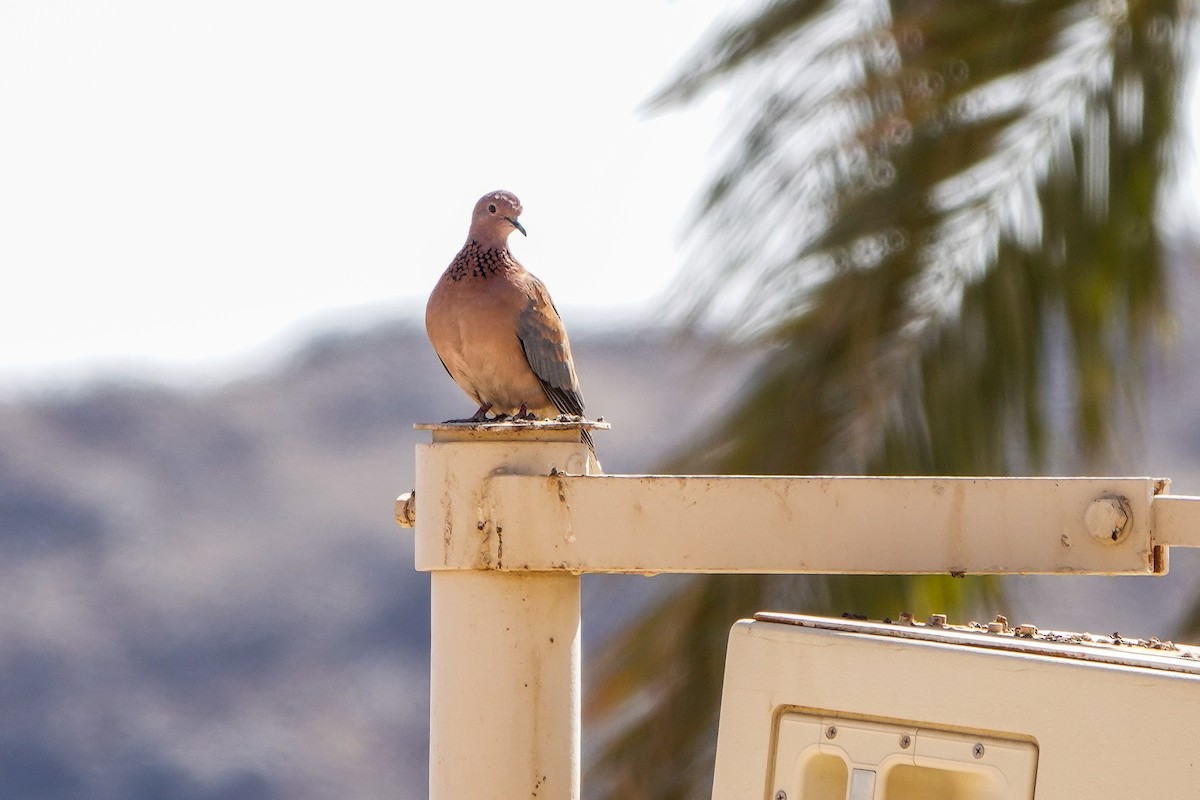 Laughing Dove - ML566058751