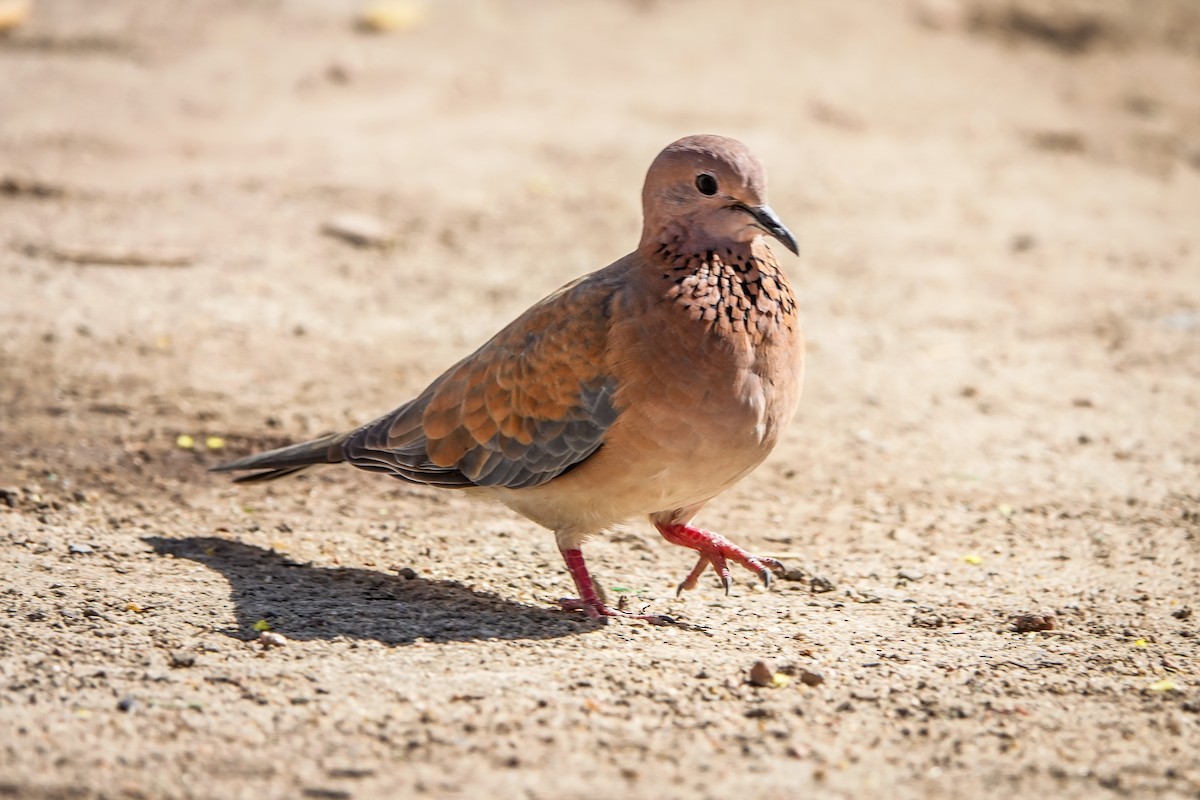 Laughing Dove - ML566059071