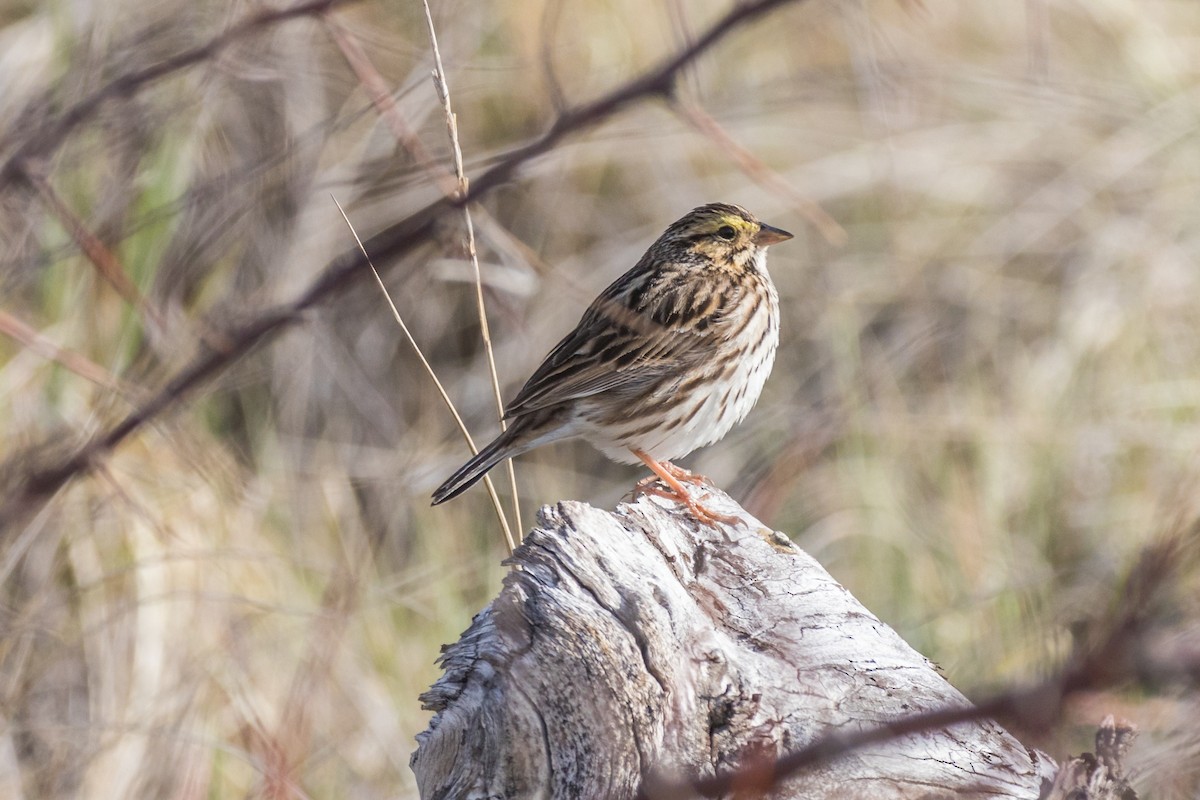 Savannah Sparrow - ML566059781