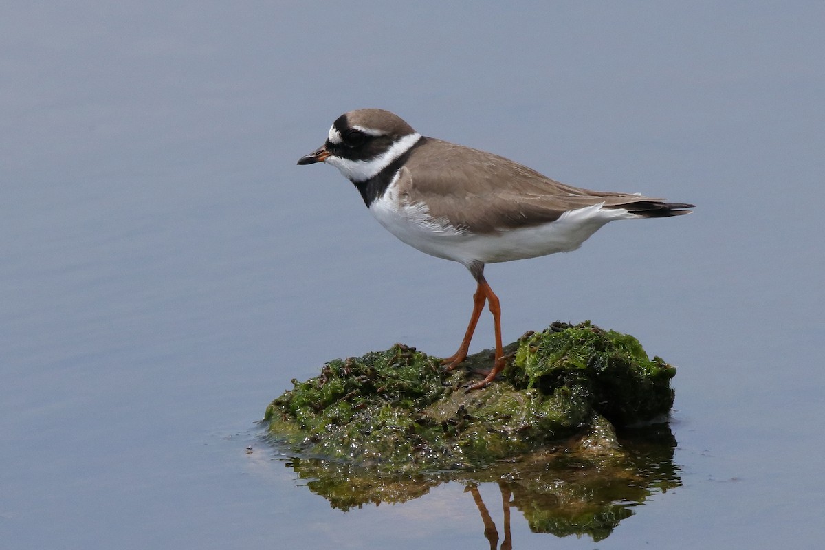 Common Ringed Plover - ML566067101