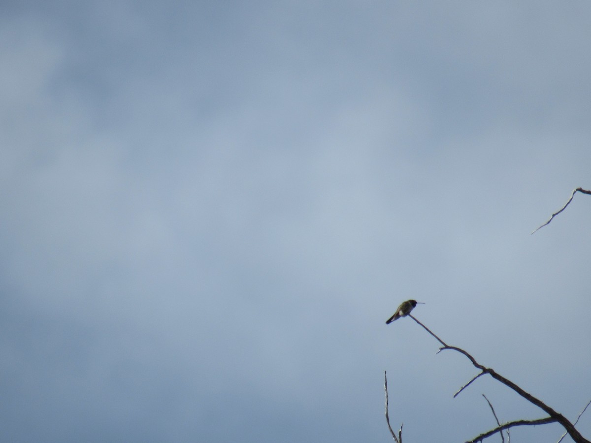 Black-chinned Hummingbird - ML566070651