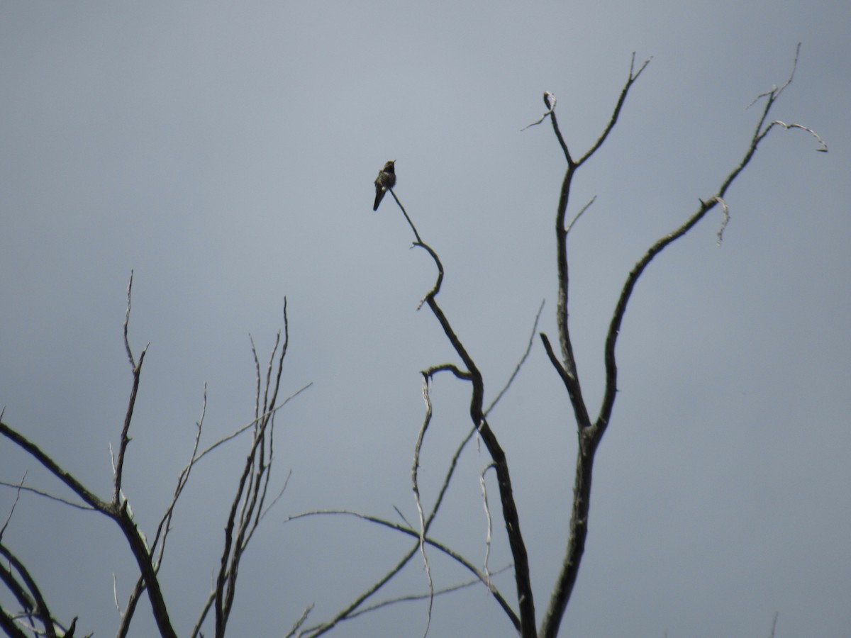 Black-chinned Hummingbird - ML566070661
