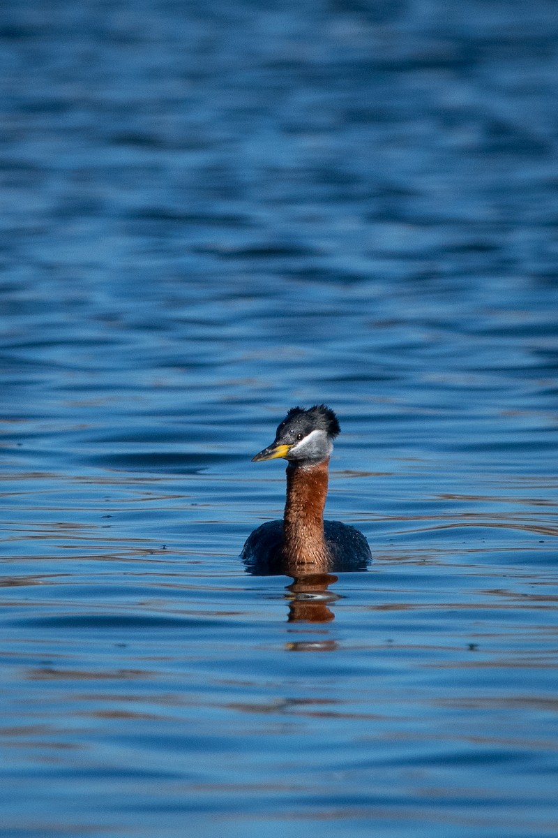 Red-necked Grebe - ML566075201