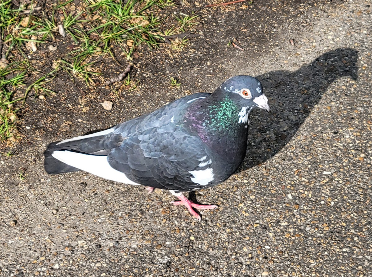 Rock Pigeon (Feral Pigeon) - ML566076551