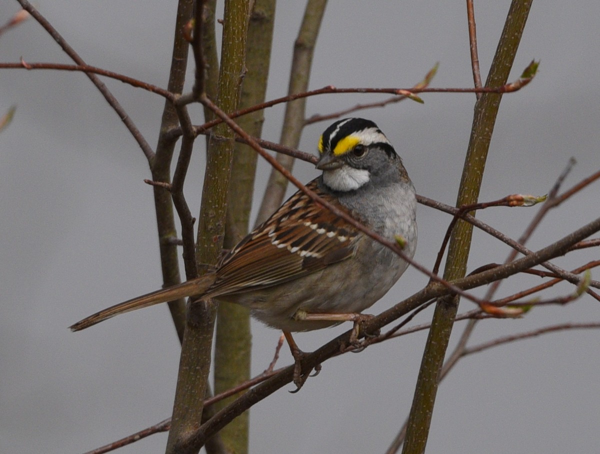 White-throated Sparrow - ML566083511