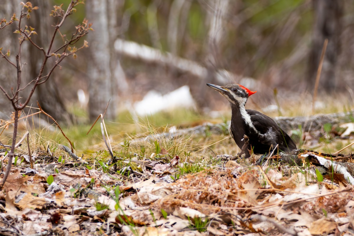 Pileated Woodpecker - David Bergstrom