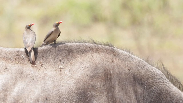 Red-billed Oxpecker - ML566090511