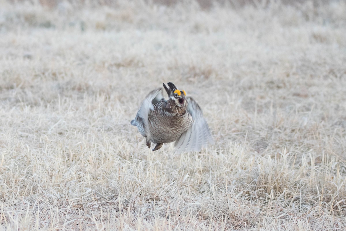 Sharp-tailed Grouse x Greater Prairie-Chicken (hybrid) - ML566092161