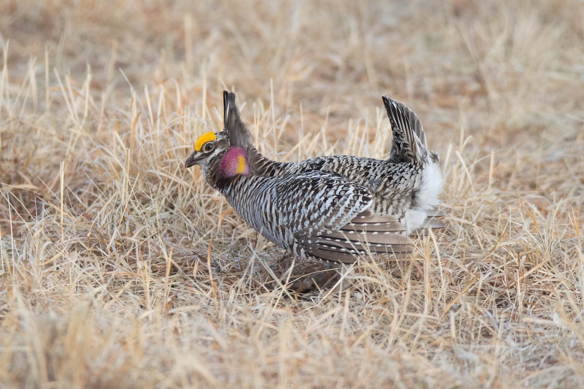 Sharp-tailed Grouse x Greater Prairie-Chicken (hybrid) - William Luckhardt