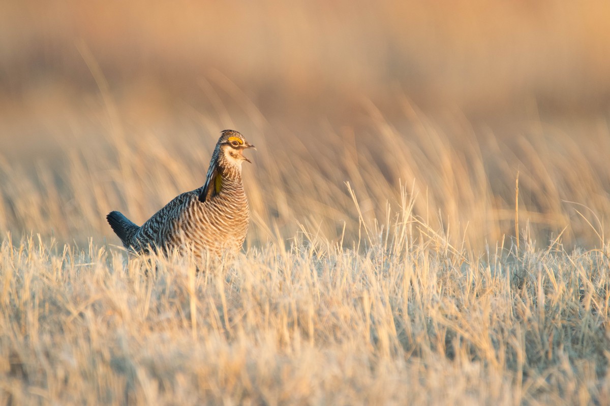 Greater Prairie-Chicken - William Luckhardt