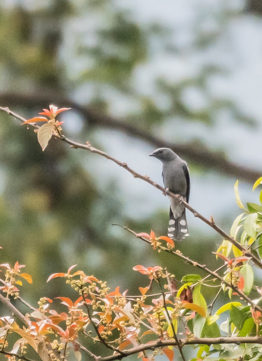Black-winged Cuckooshrike - Badri Narayan